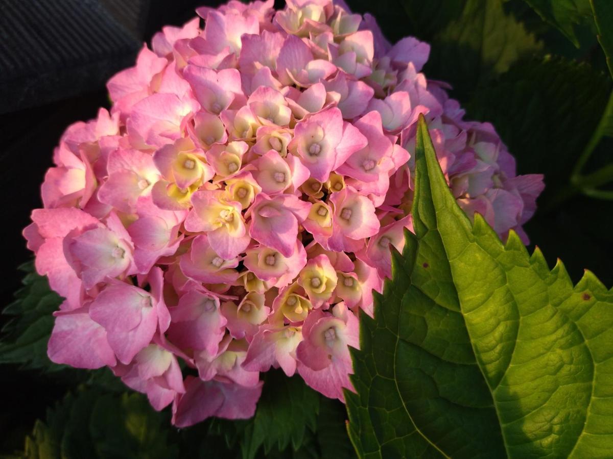 Homestay Orlik - Goscinne *