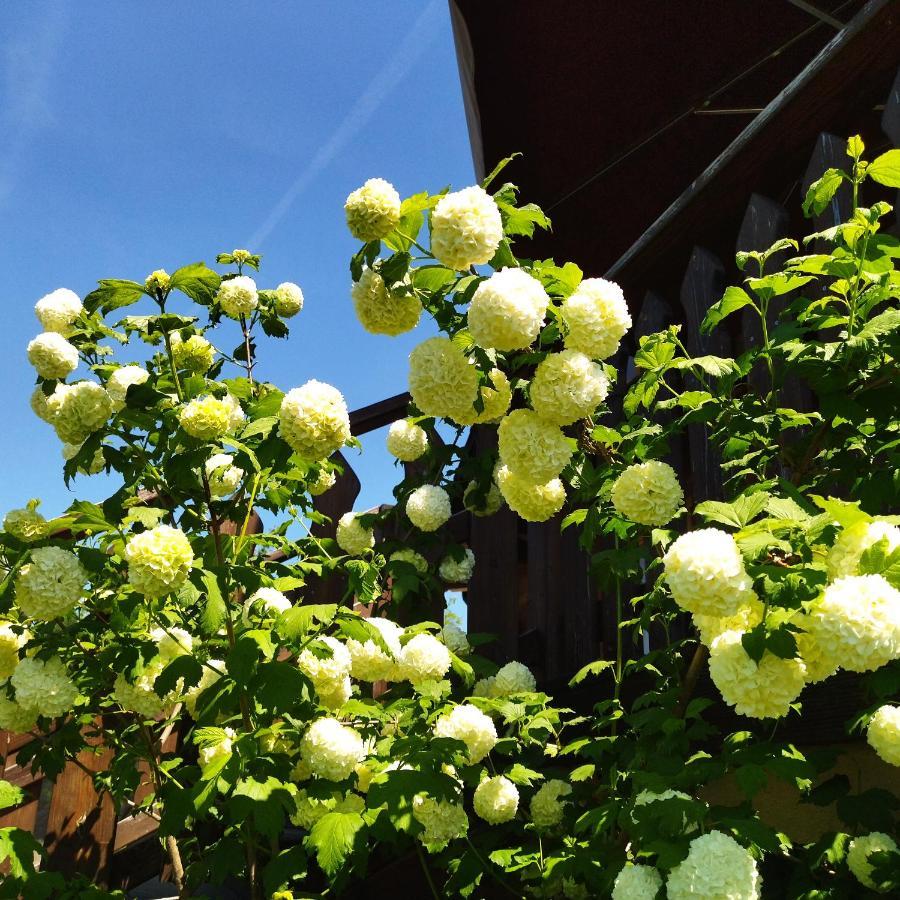 Homestay Orlik - Goscinne